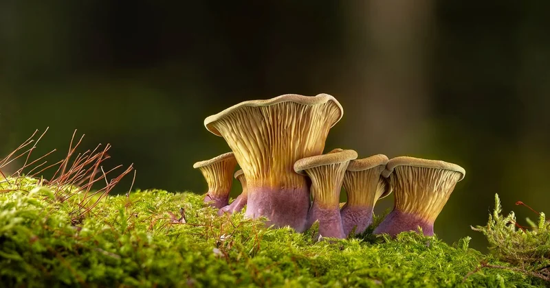 Champignons et châtaignes : ce qu'on peut ramasser, ce qu'on ne peut pas