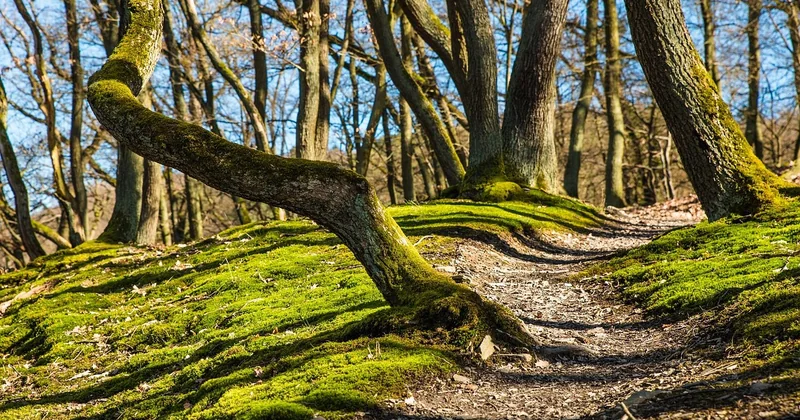 Comment vérifier qu'un sentier est praticable avant de partir ?