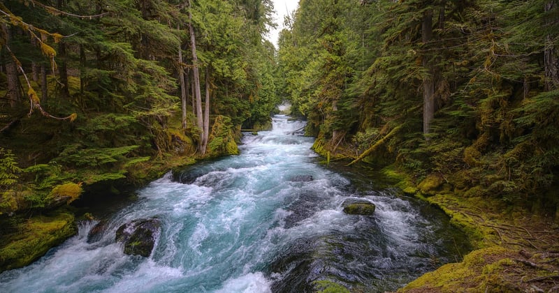 Explorez les plus beaux sentiers de randonnée en forêt à travers la France